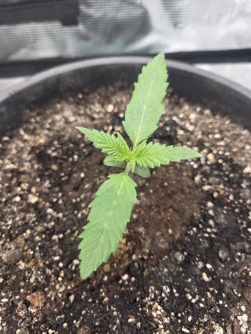 mostly stoned mainer. Week 2