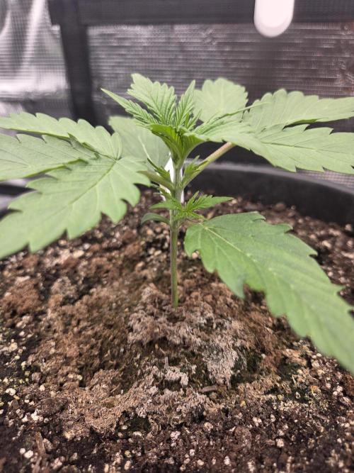 mostly stoned mainer. Week 2