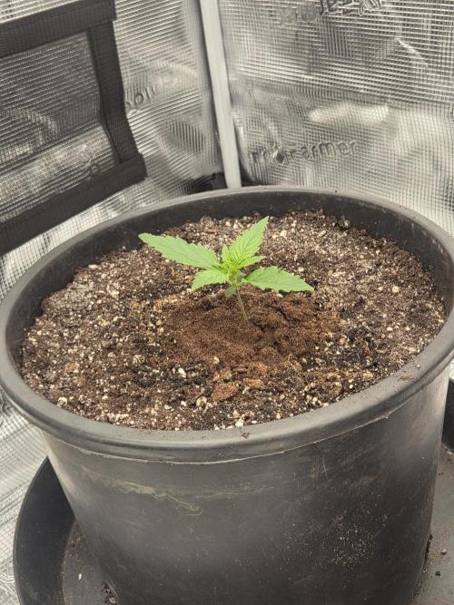 mostly stoned mainer. Week 2
