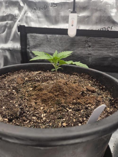 mostly stoned mainer. Week 2