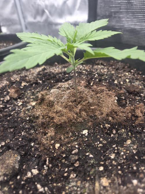 mostly stoned mainer. Week 2