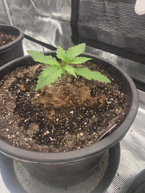 mostly stoned mainer. Week 2