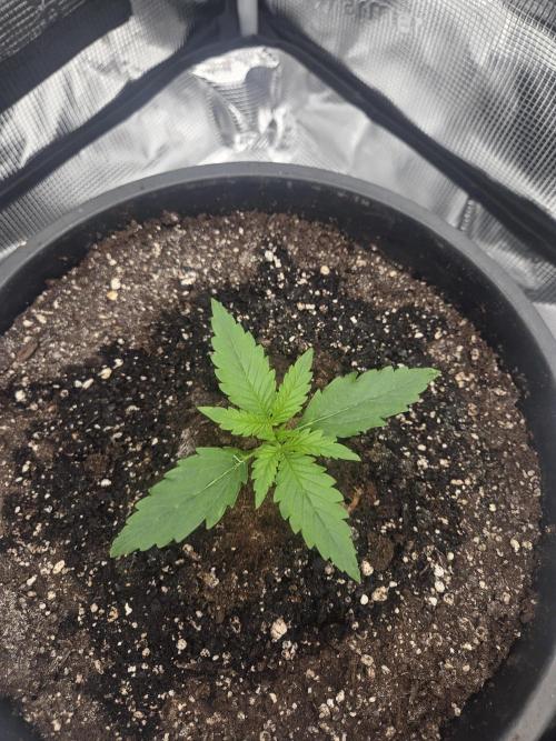 mostly stoned mainer. Week 2