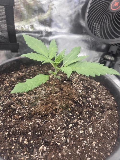 mostly stoned mainer. Week 2