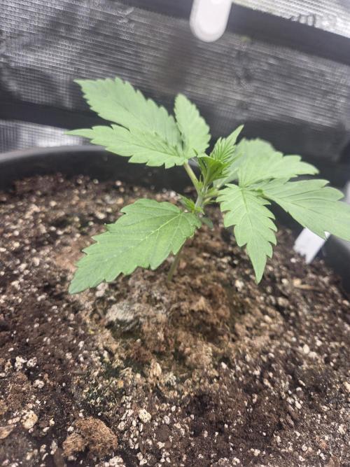 mostly stoned mainer. Week 2