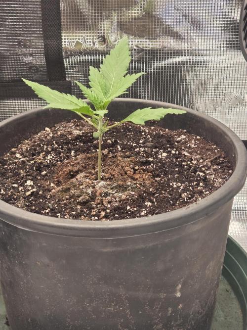 mostly stoned mainer. Week 2
