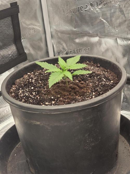 mostly stoned mainer. Week 2