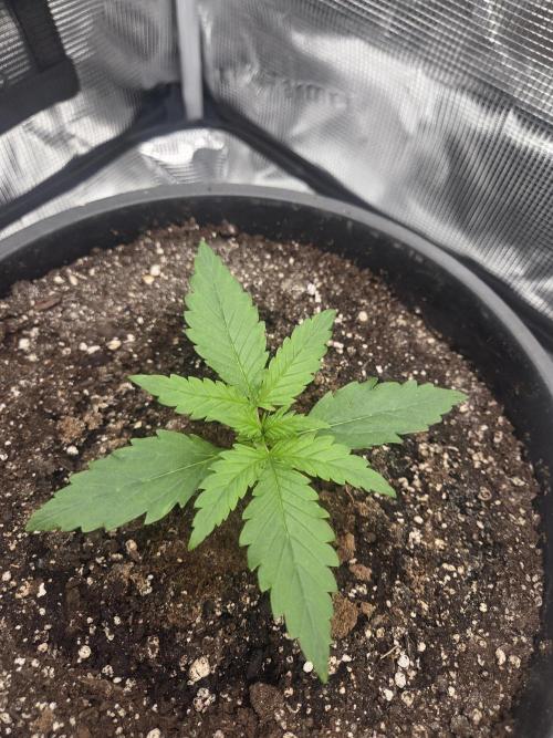 mostly stoned mainer. Week 2