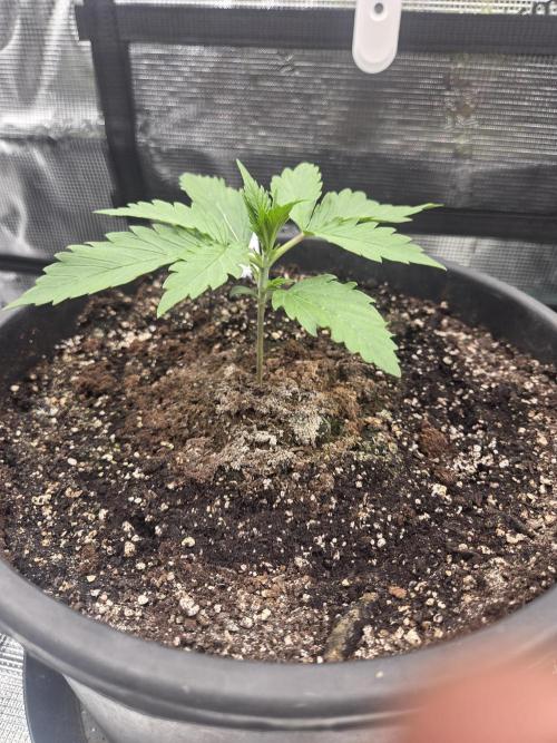 mostly stoned mainer. Week 2
