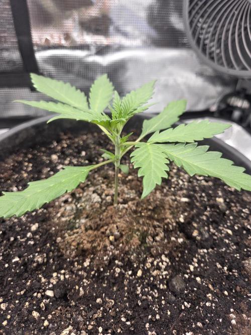 mostly stoned mainer. Week 2