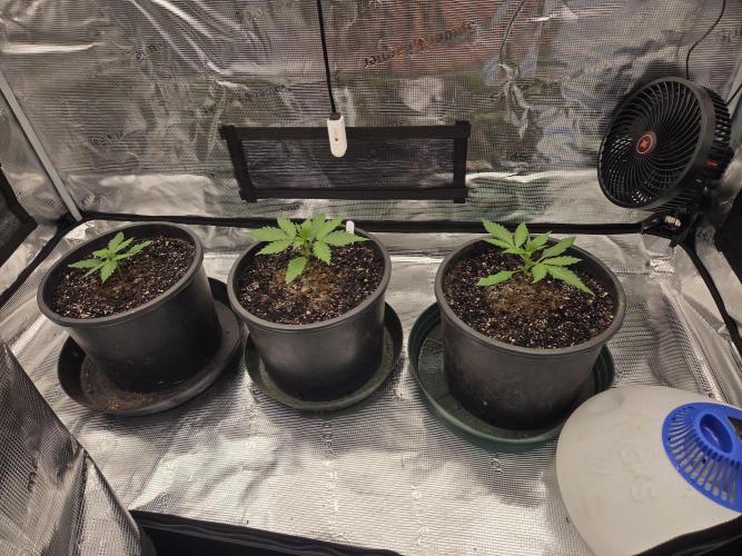 mostly stoned mainer. Week 2