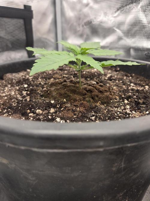 mostly stoned mainer. Week 2