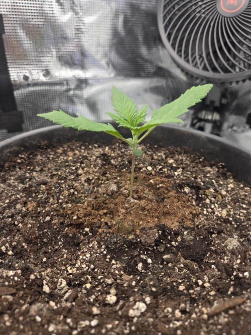mostly stoned mainer. Week 2
