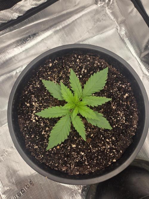 mostly stoned mainer. Week 2