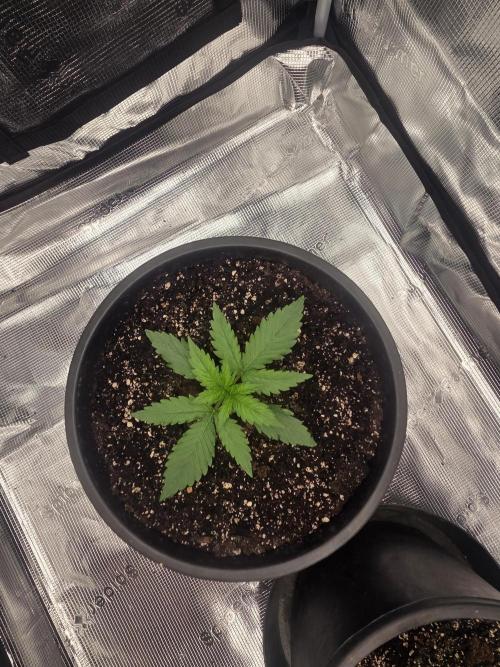 mostly stoned mainer. Week 2