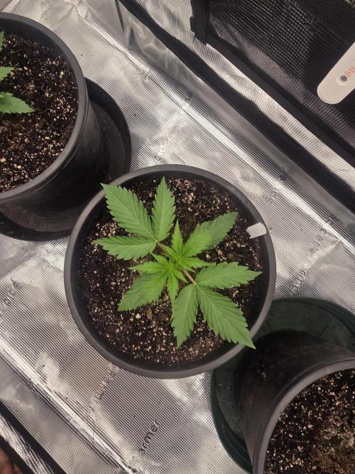 mostly stoned mainer. Week 2