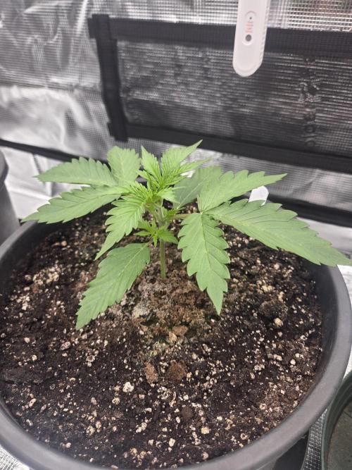 mostly stoned mainer. Week 2