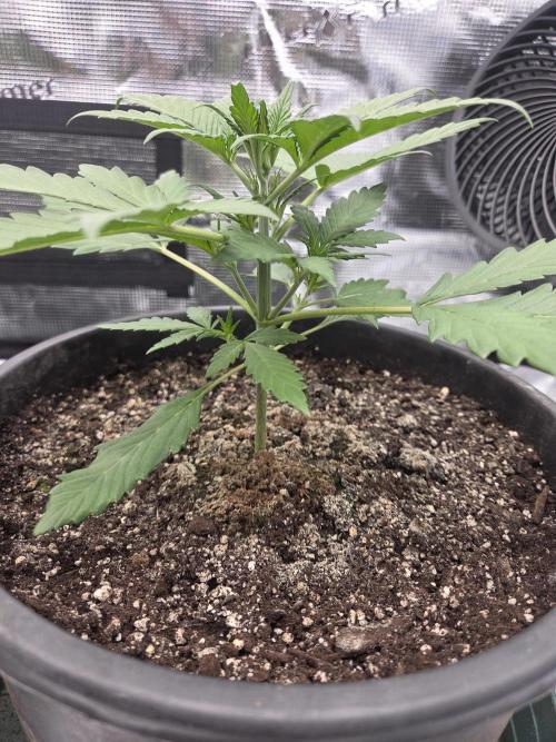 mostly stoned mainer. Week 3