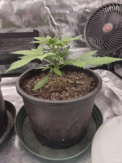 mostly stoned mainer. Week 3