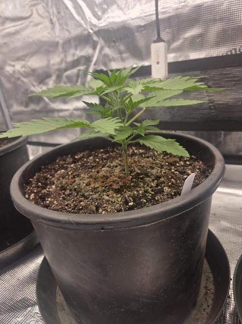 mostly stoned mainer. Week 3