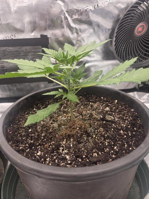 mostly stoned mainer. Week 3