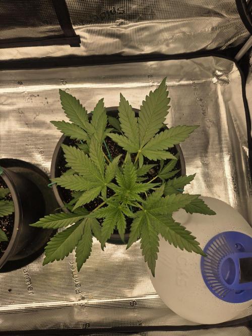 mostly stoned mainer. Week 3