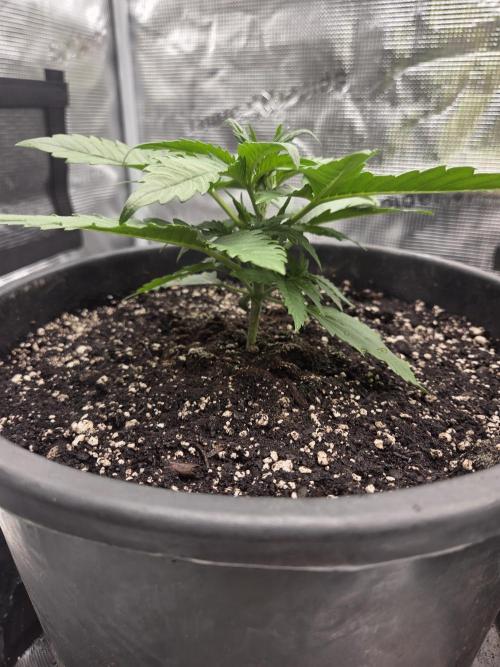 mostly stoned mainer. Week 3