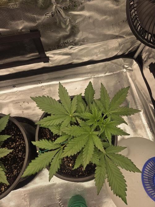mostly stoned mainer. Week 3