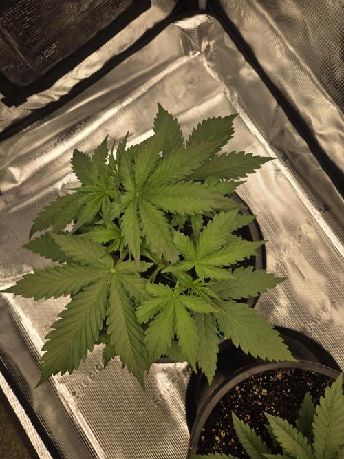 mostly stoned mainer. Week 3