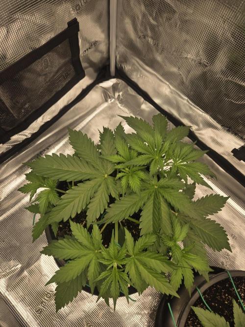 mostly stoned mainer. Week 3