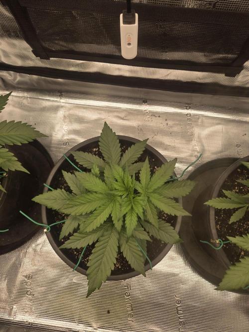 mostly stoned mainer. Week 3
