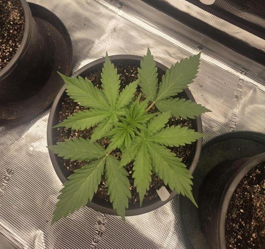 mostly stoned mainer. Week 3