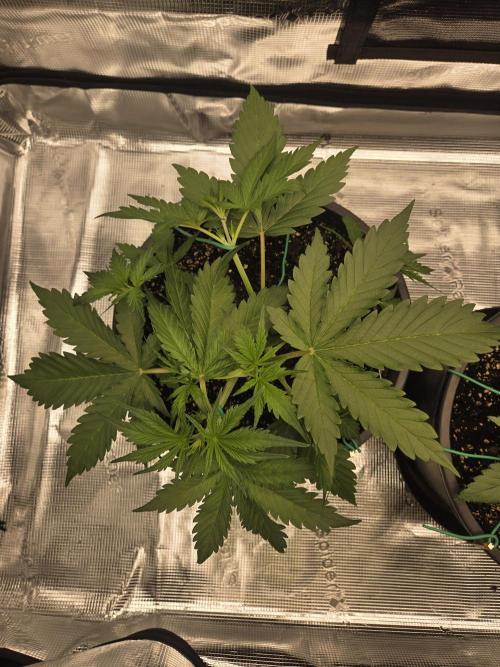 mostly stoned mainer. Week 3