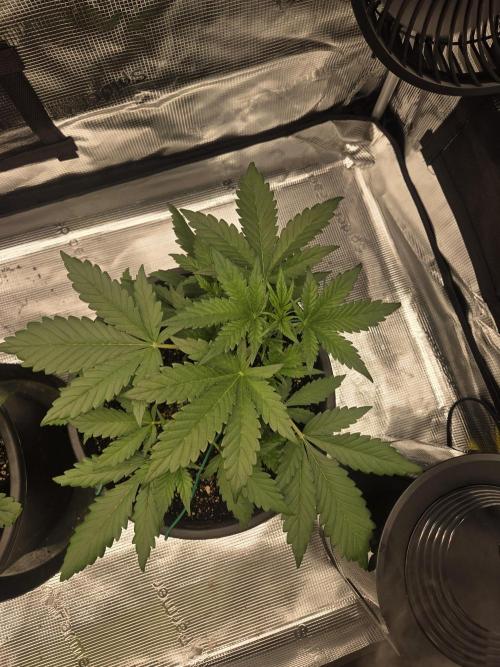 mostly stoned mainer. Week 3