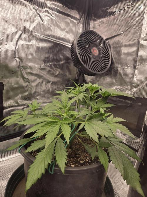 mostly stoned mainer. Week 4