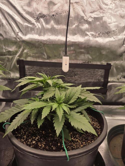 mostly stoned mainer. Week 4