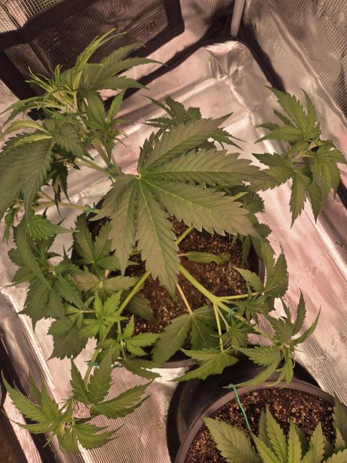 mostly stoned mainer. Week 4