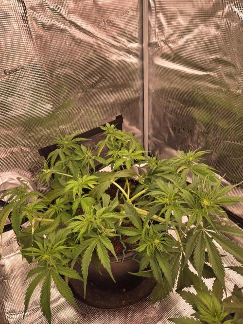 mostly stoned mainer. Week 4
