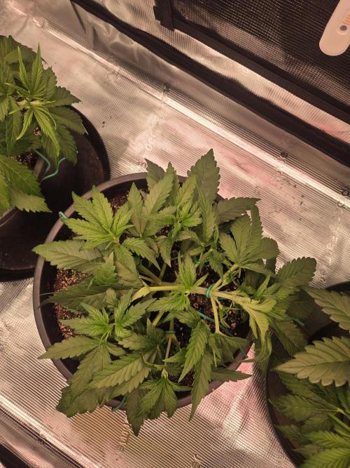 mostly stoned mainer. Week 4