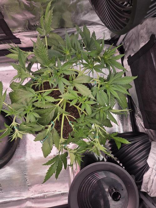 mostly stoned mainer. Week 4