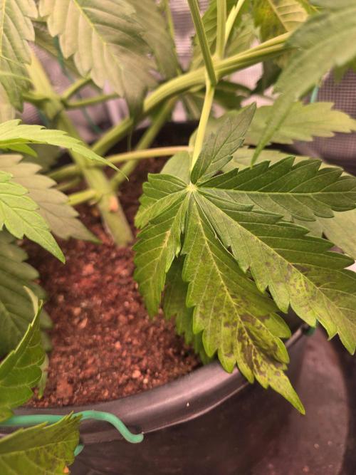 mostly stoned mainer. Week 4 - gorilla cookies issue new to this ai thing says calcium to get gypsum google says phosphorus? 