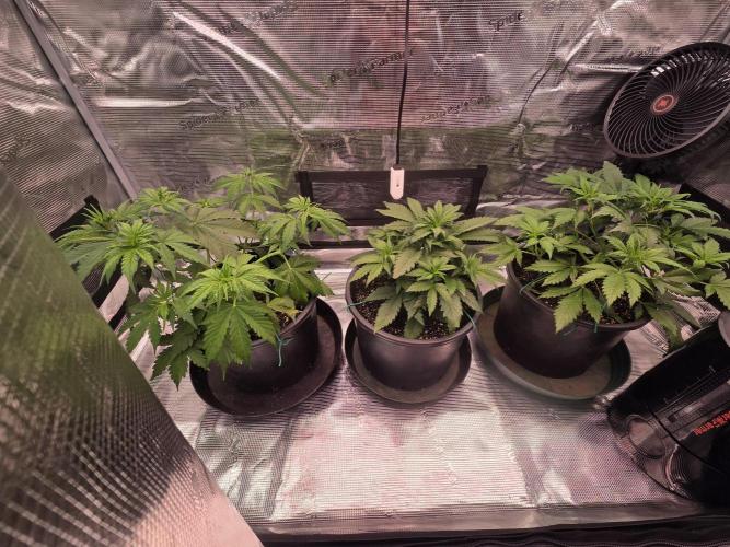 mostly stoned mainer. Week 4