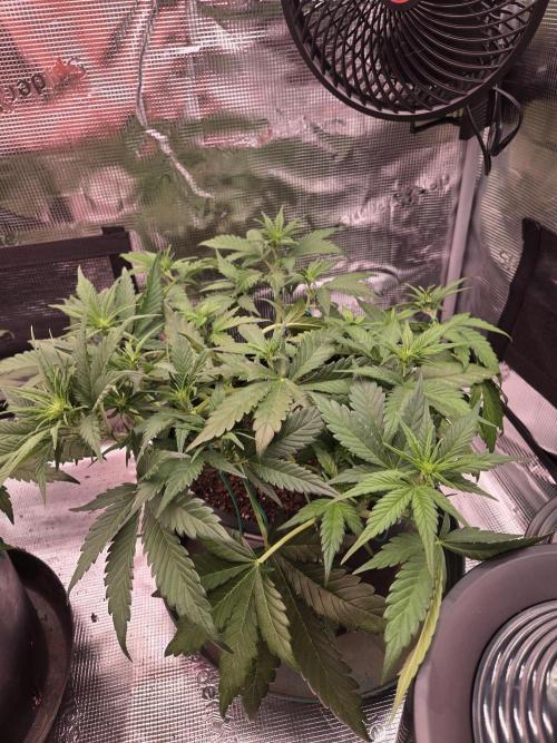 mostly stoned mainer. Week 4