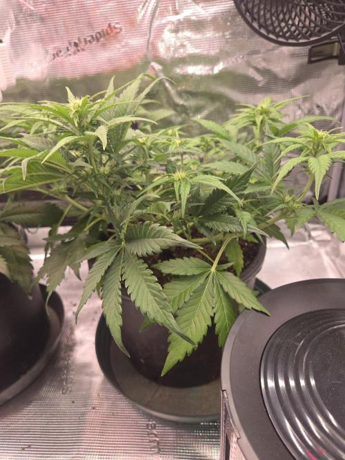 mostly stoned mainer. Week 5