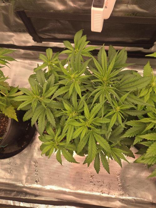 mostly stoned mainer. Week 5