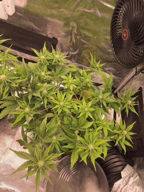 mostly stoned mainer. Week 5
