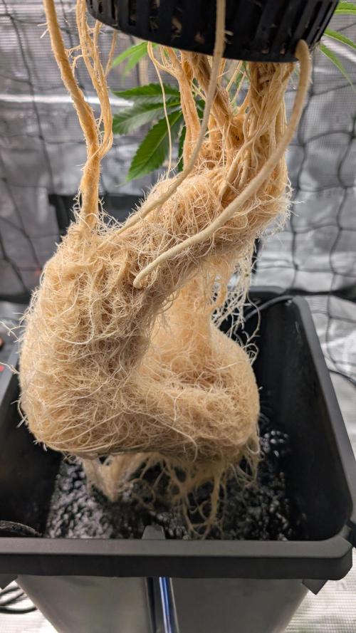 Critical Orange Punch (DWC). Week 1