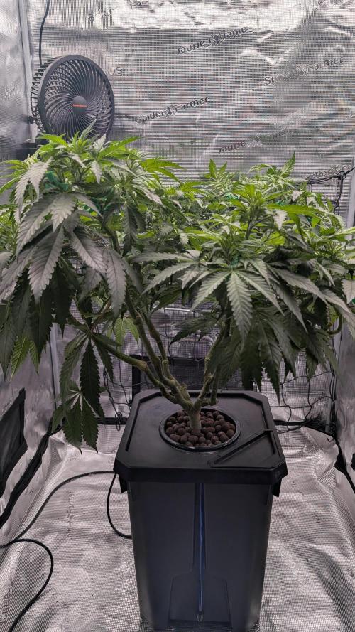 Grow Tent 3x3x6. Week 2