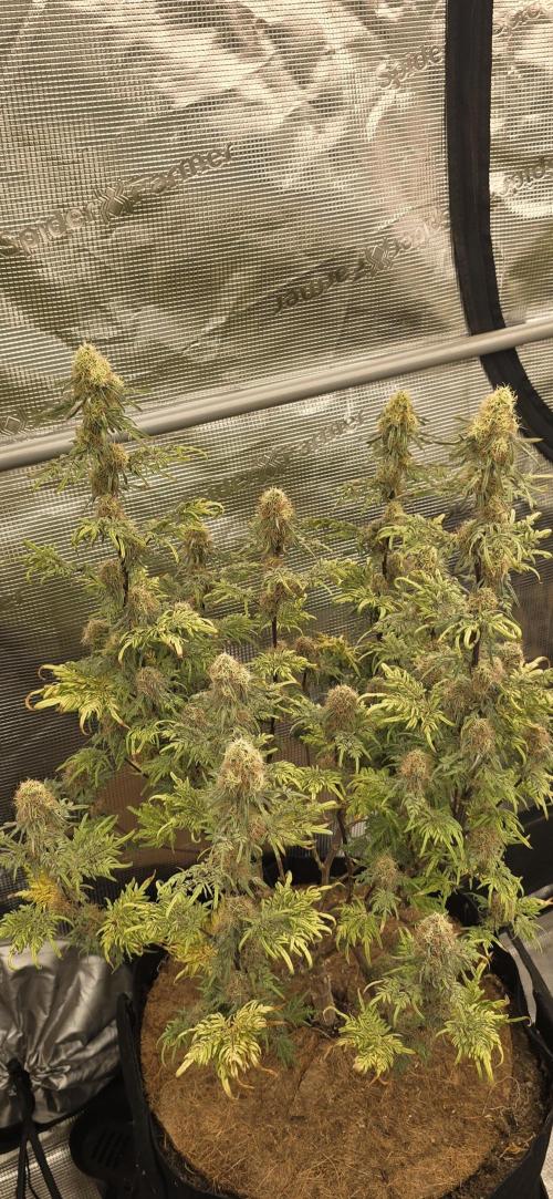 freaky fruits. Week 7 - this pheno didn't impress, it's lacking everywhere. though it smells incredible.