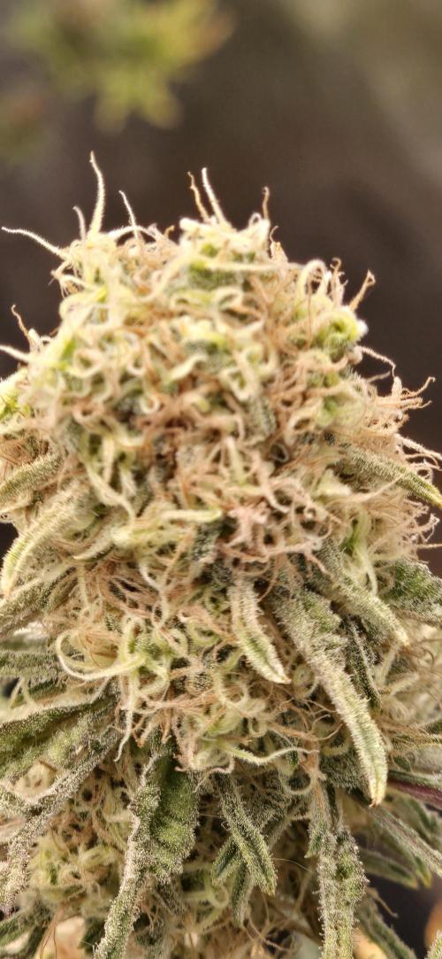 freaky fruits. Week 7